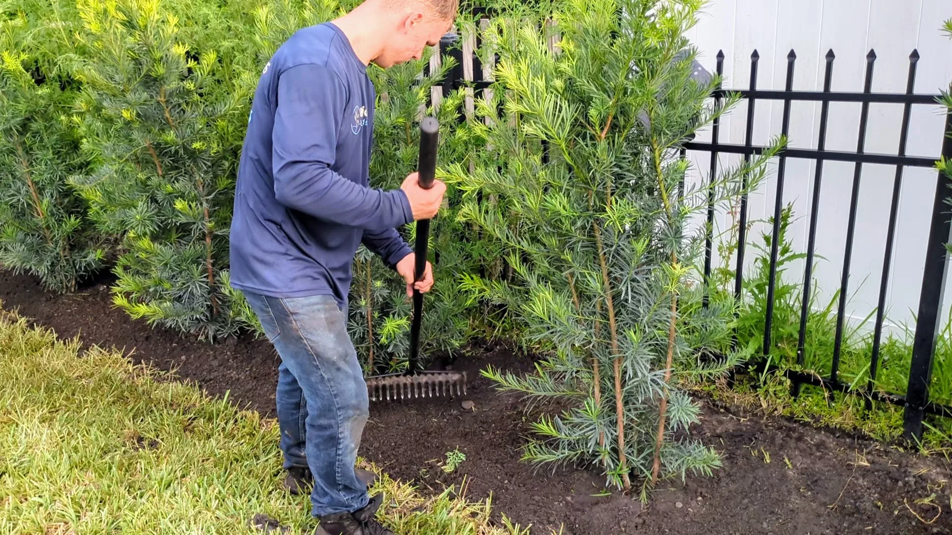 Worker preparing soil around a newly planted shrub during a bed replant