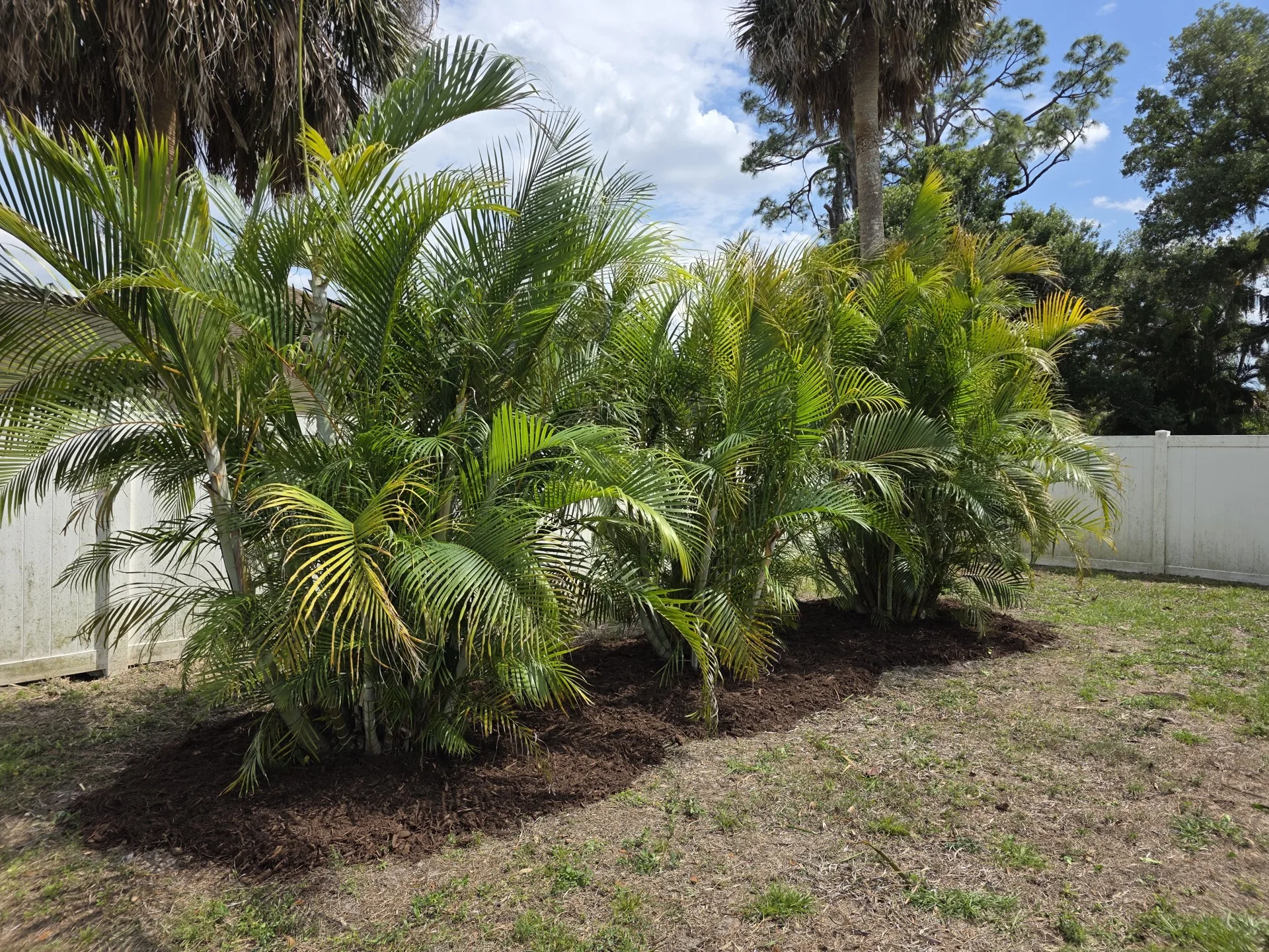 Full, healthy areca palms after professional installation and shaping
