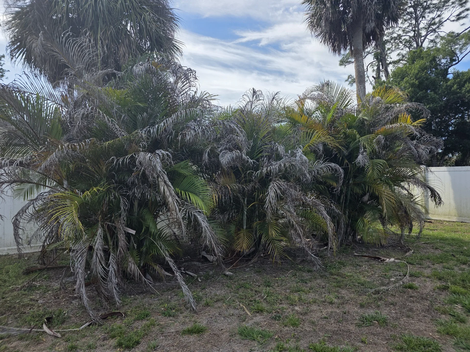 Scraggly, untrimmed areca palms before professional plant installation and trimming