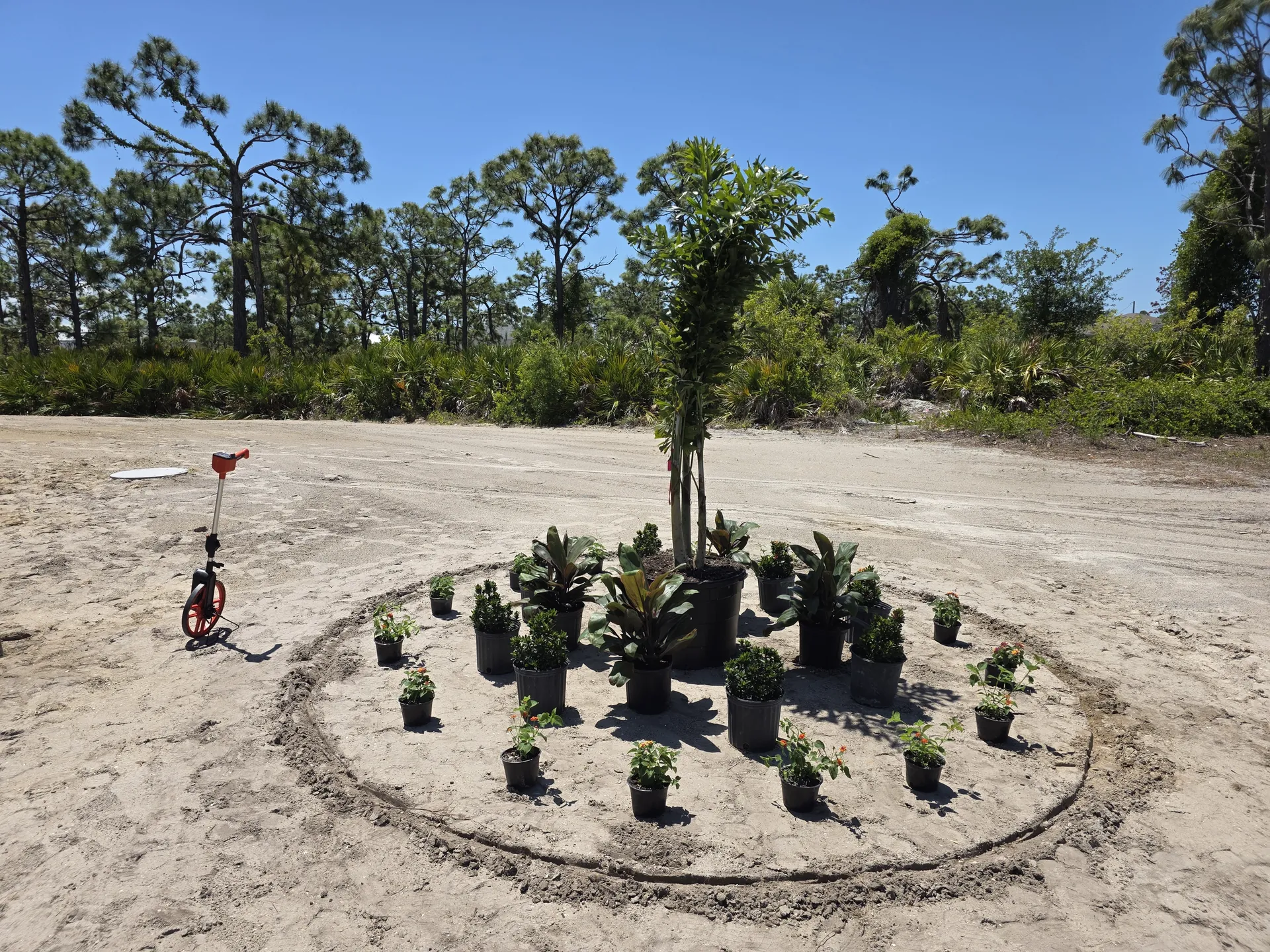 Plants laid out in a circular bed pattern before a landscape renovation in Southwest Florida