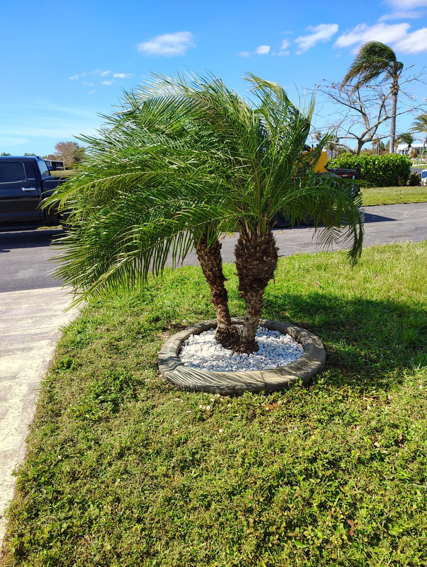 Date palm installed in a white rock island bed with curbing on a full property build