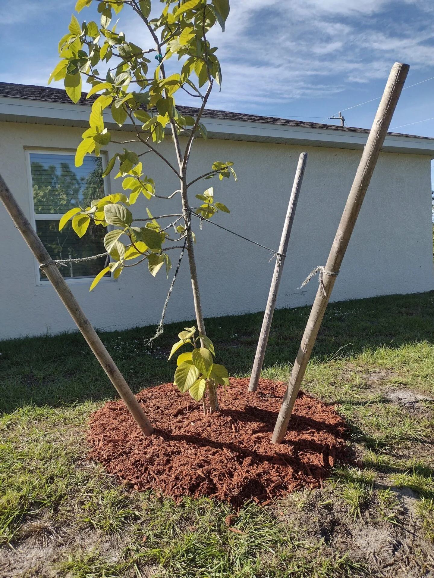 Well-maintained coastal lawn in Englewood FL