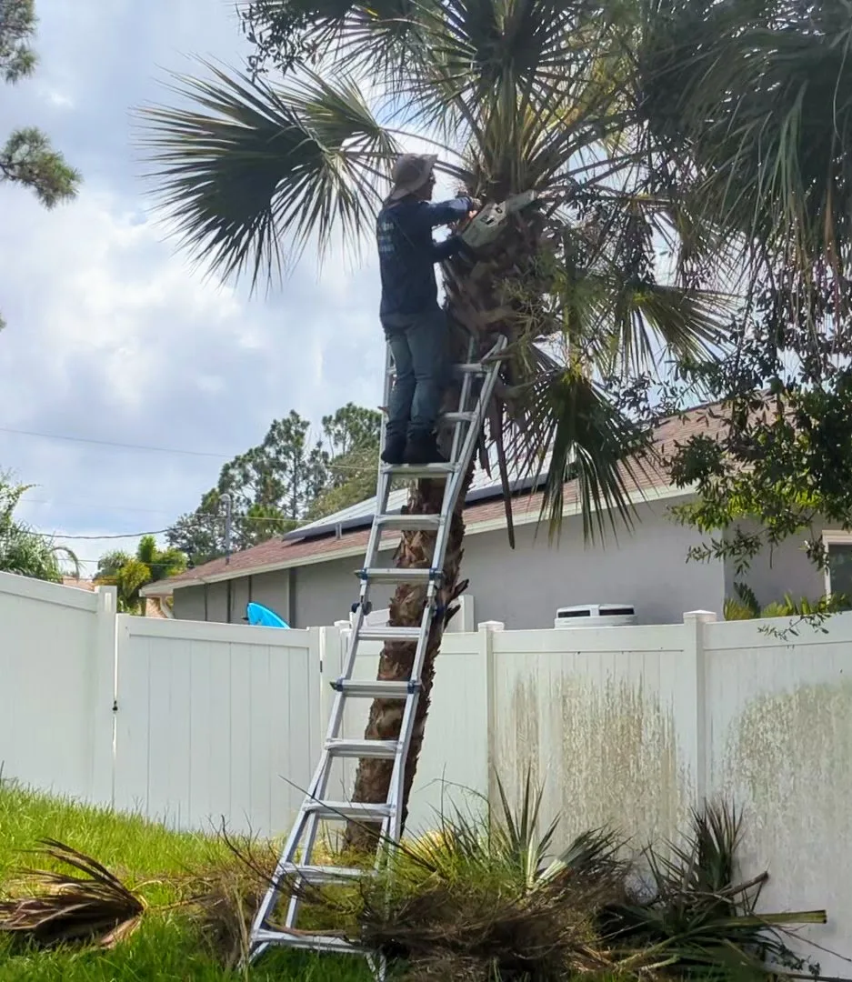 Worker high on a palm trunk trimming fronds with a chainsaw