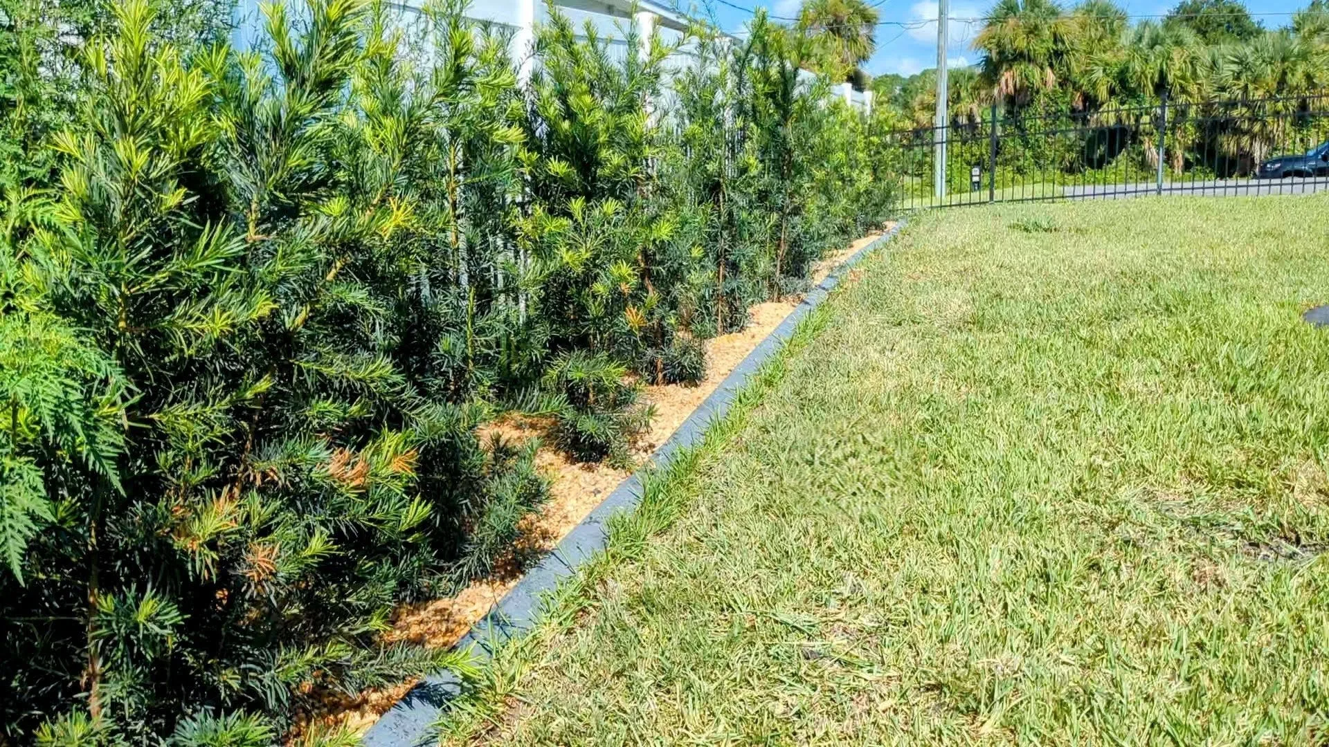 Fresh St. Augustine sod laid on large residential lawn