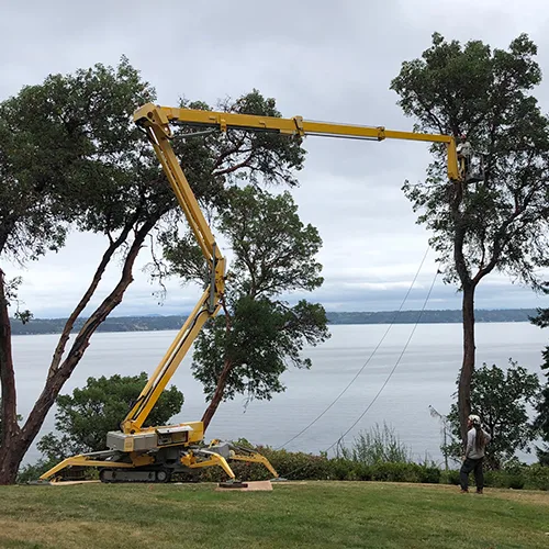 Worker on ladder trimming palm with chainsaw