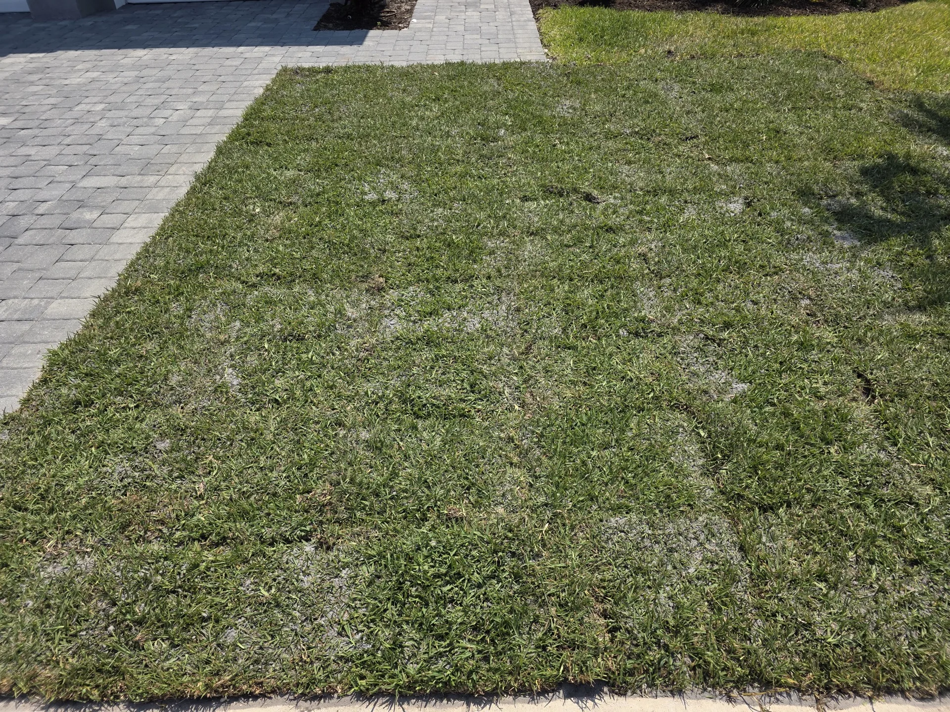 After: lush St. Augustine Floratam sod fully installed and rooted