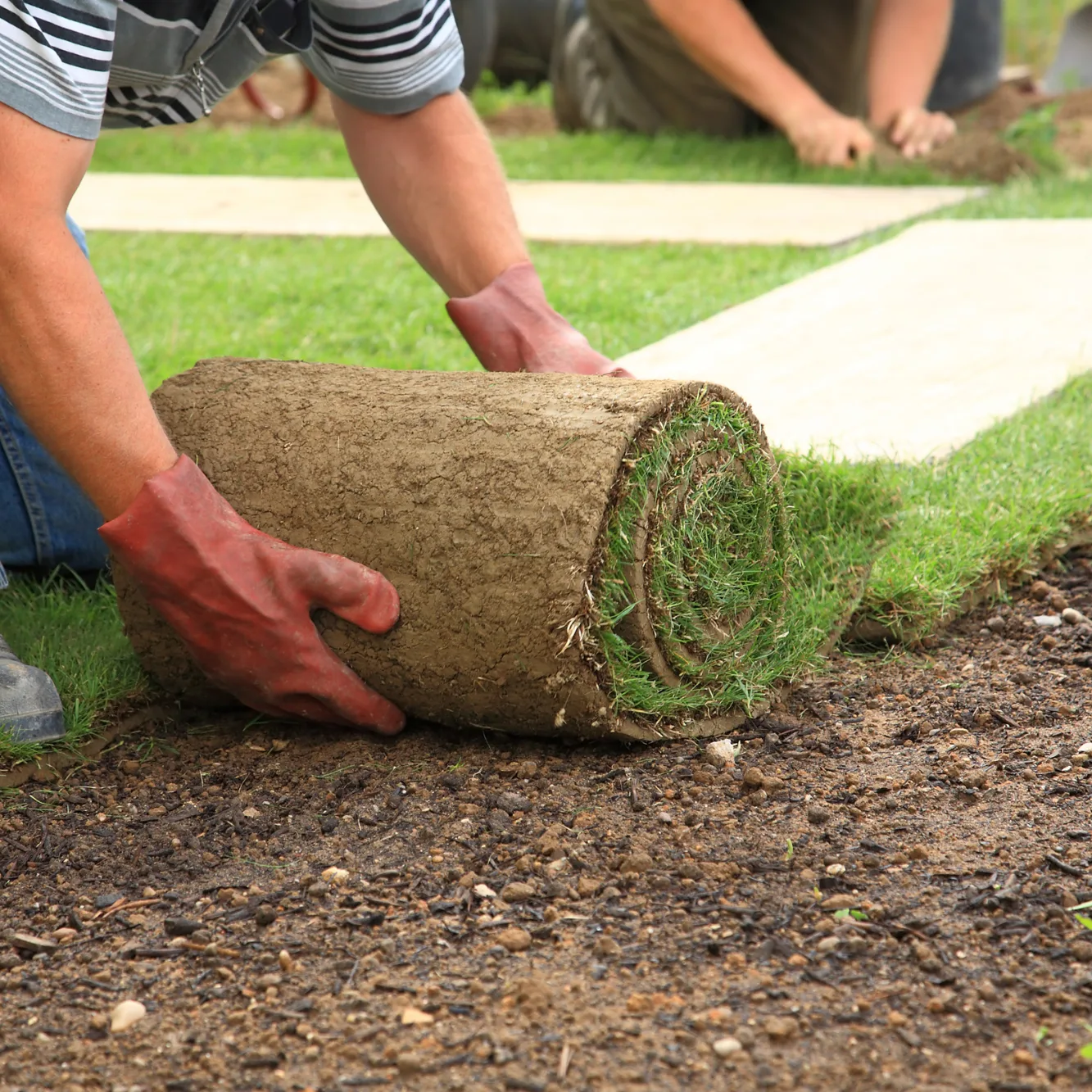 Fresh St Augustine sod installation in North Port FL after removing Bermuda grass weed infestation