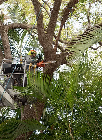 Tree Work work in Venice