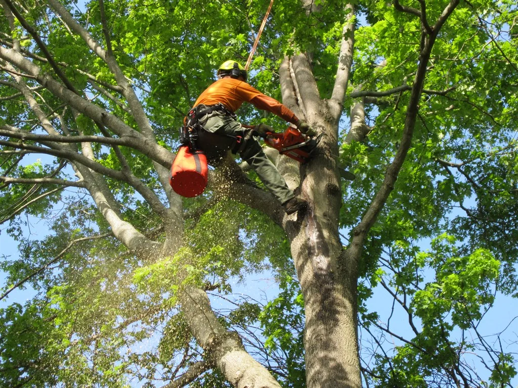 Tree removal with rigging ropes