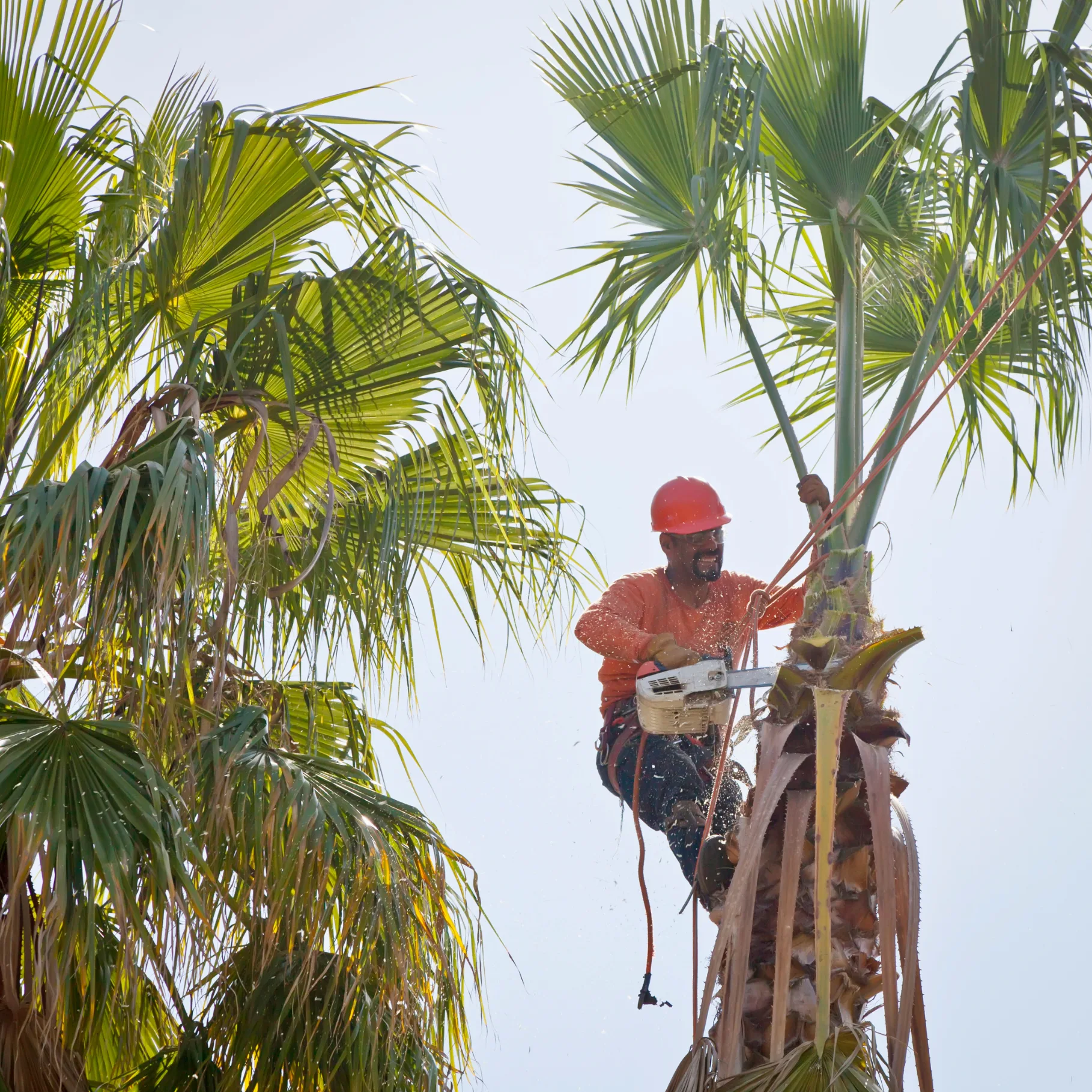 Tree work in Southwest Florida