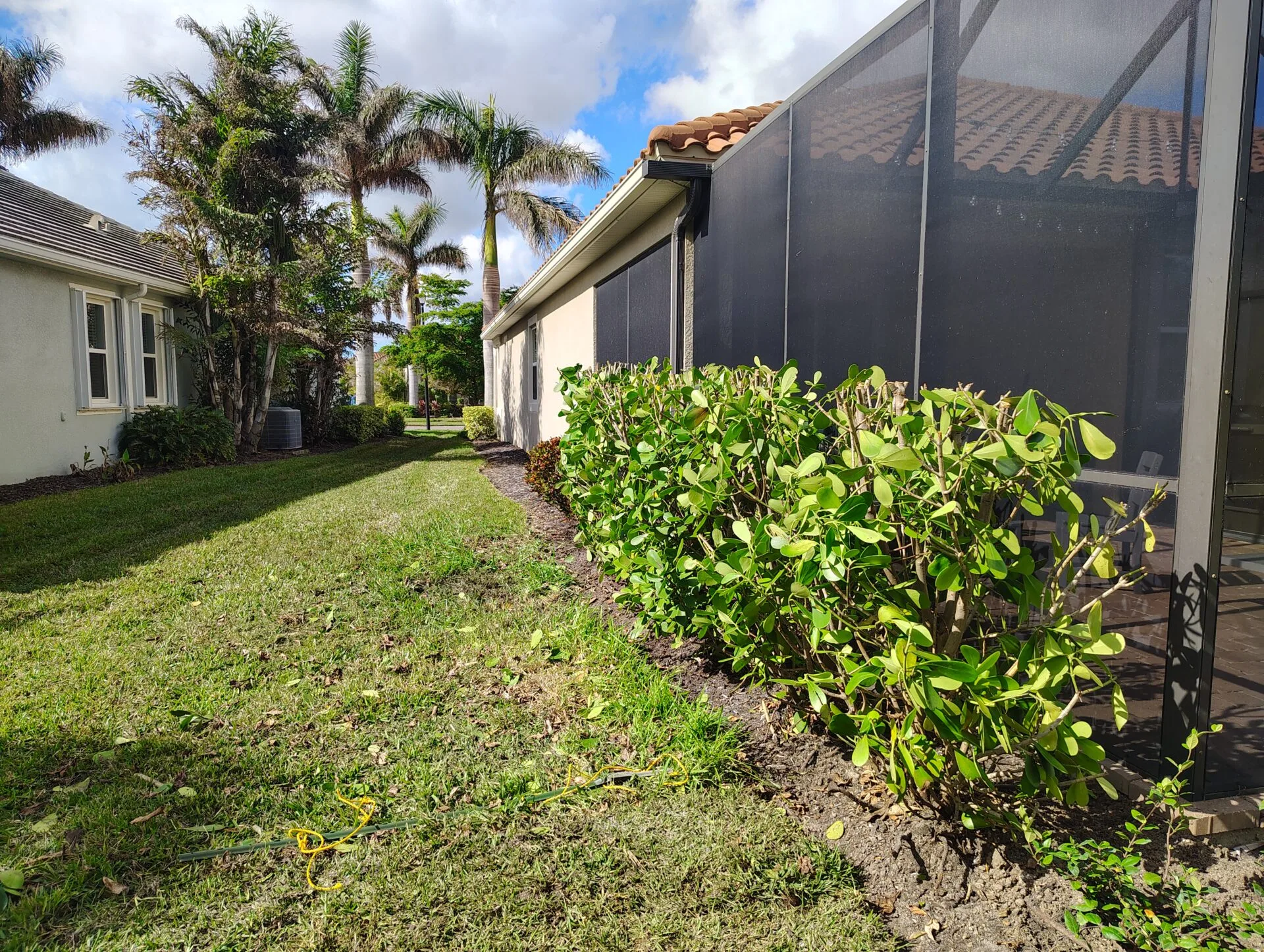 Clusia hedge trimmed to shape — landscape maintenance, Venice FL