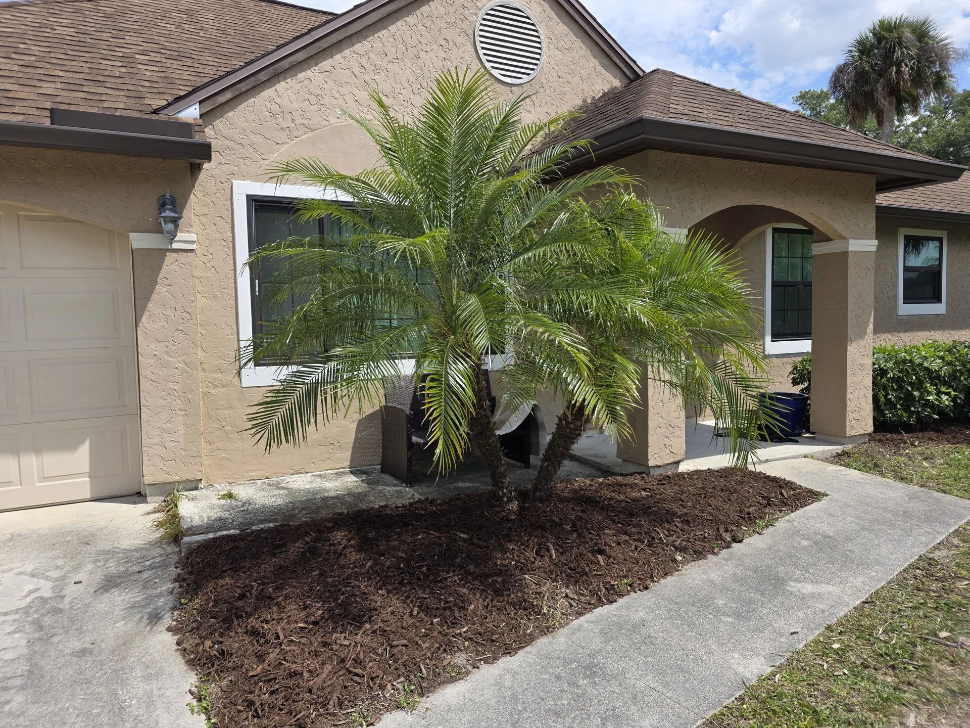 Pygmy date palm cleaned up and mulched — landscape renovation, Port Charlotte FL