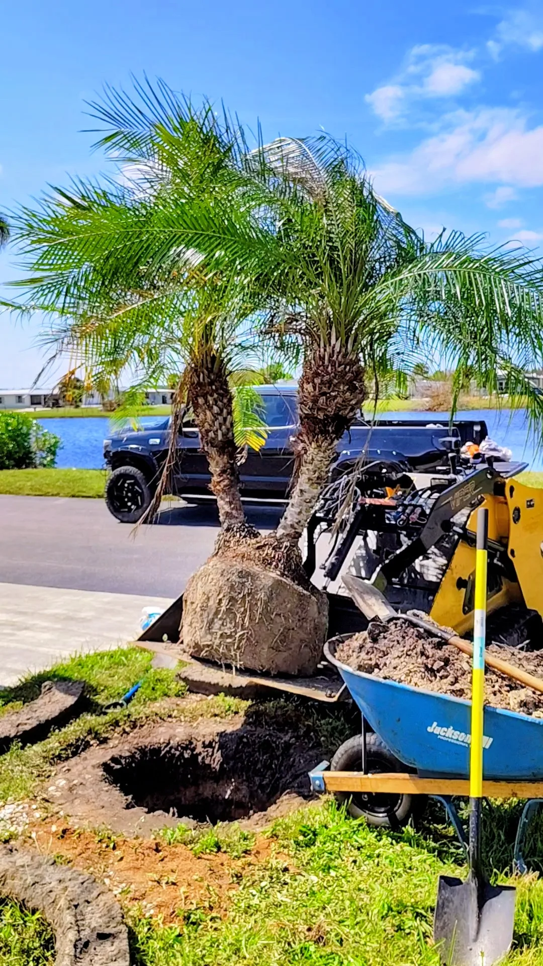 Tree removal with rigging ropes