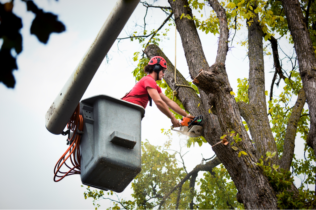 tree work north port